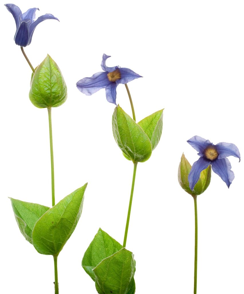 Purple flowers with leaves and stems