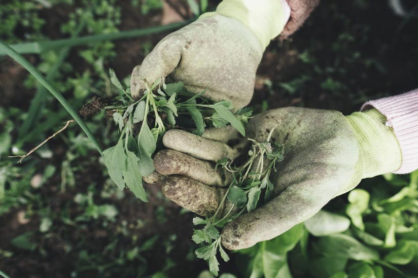 Plants and Gloves